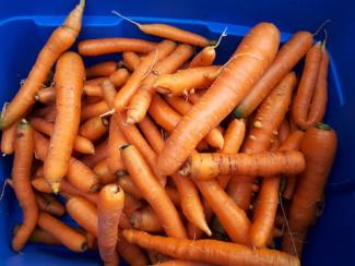 Carrots - Table / Juicer