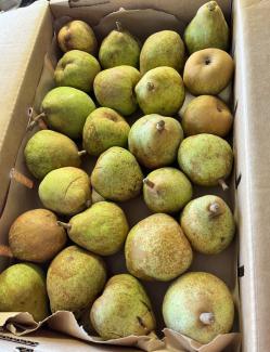 Pears - Anjou